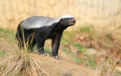 honey badger 202x84
